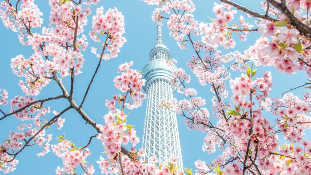 PICTURE YOURSELF AMONG JAPAN’S CHERRY BLOSSOMS - Link
